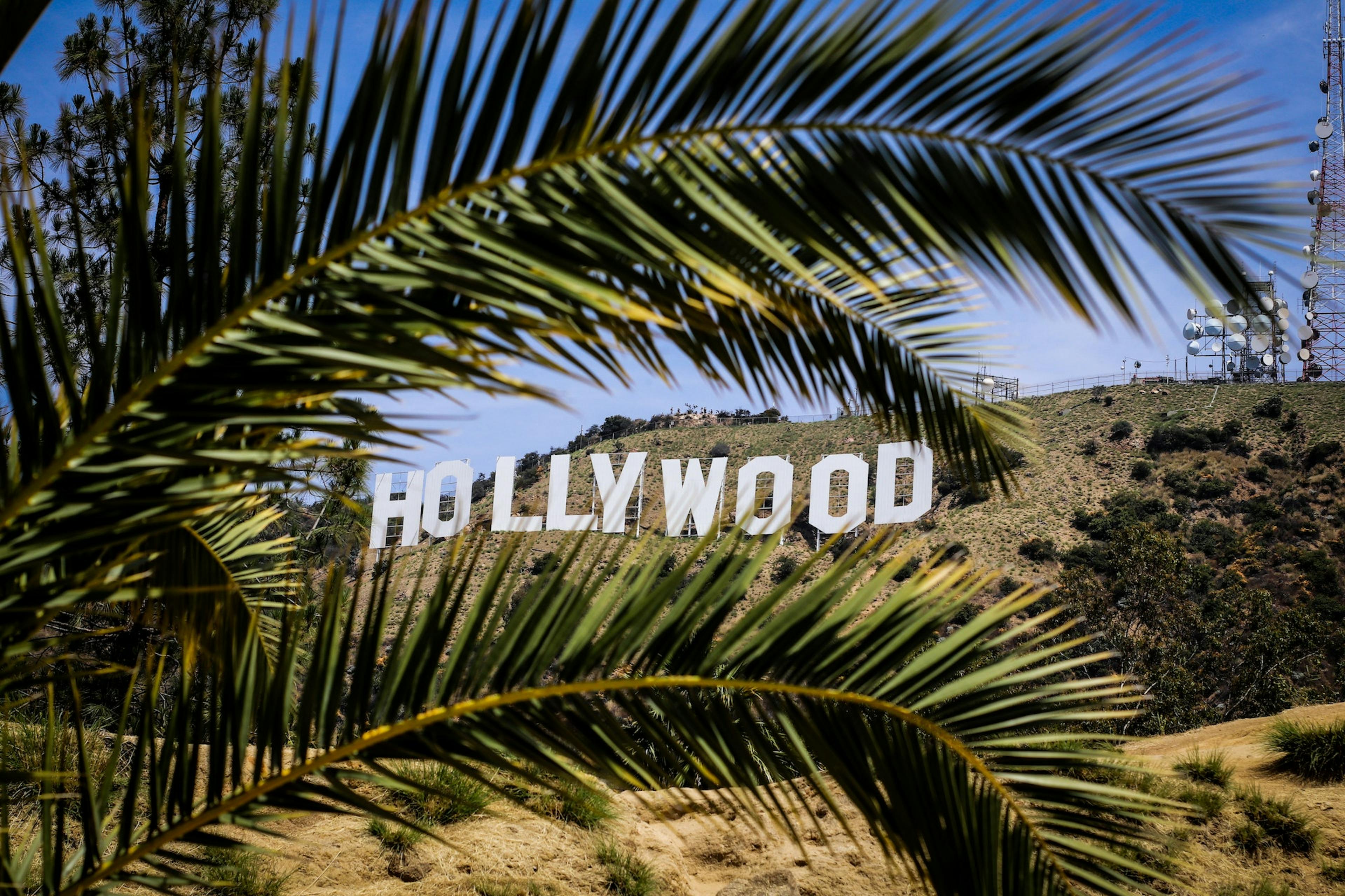 Hollywood Schriftzug hinter Palmenblättern