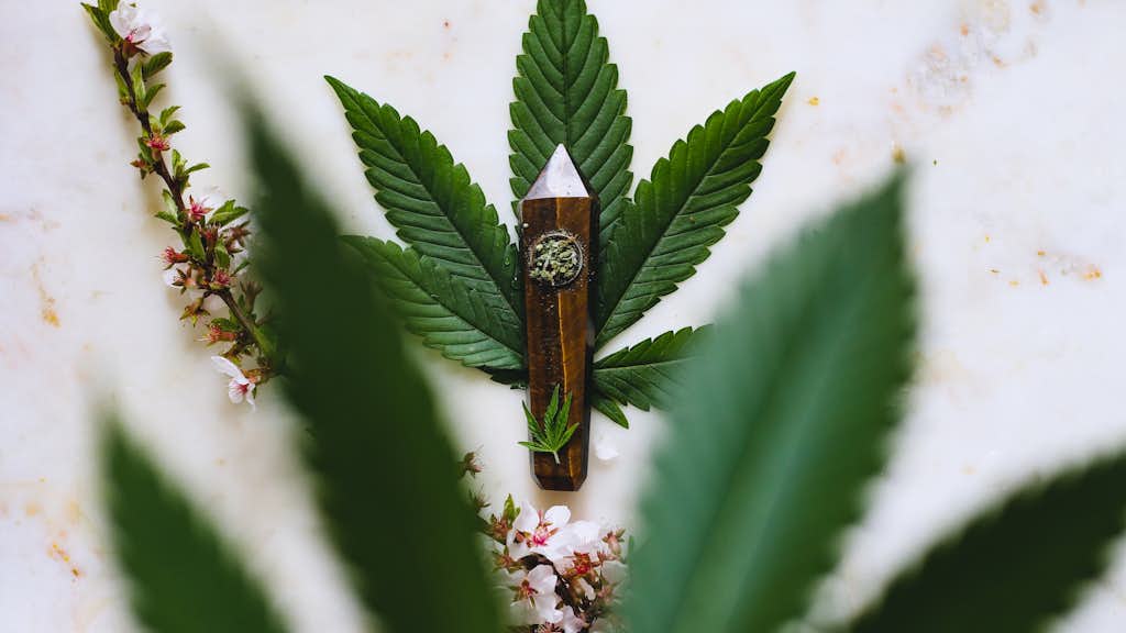 Cannabis