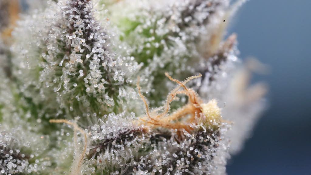 Makro Ansicht einer Cannabis Blüte
