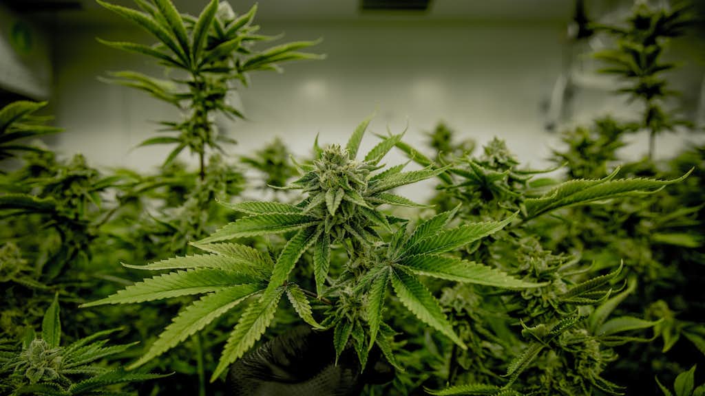 Indoor Cannabis Anbau