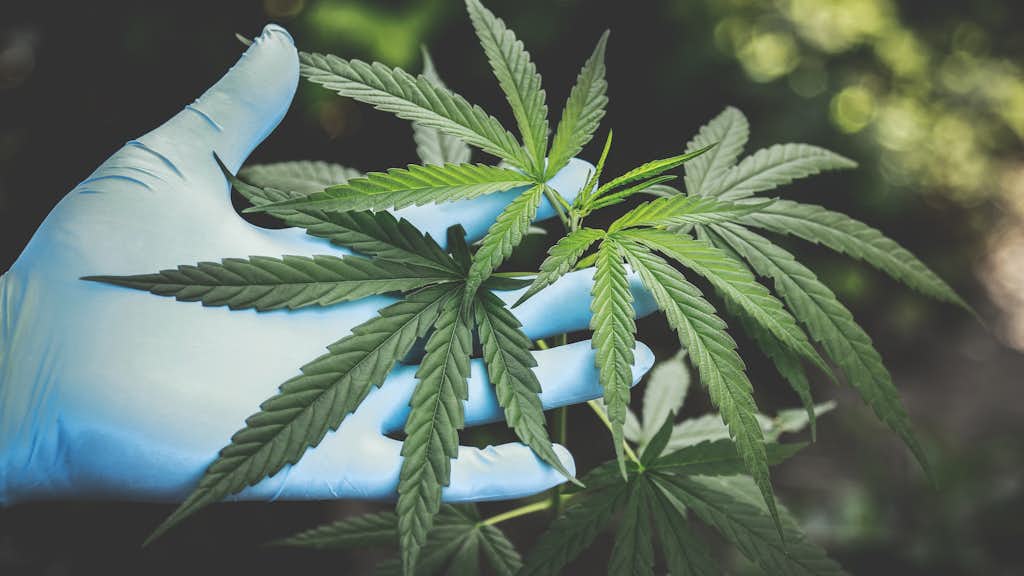 Cannabis Blätter auf Handschuhen