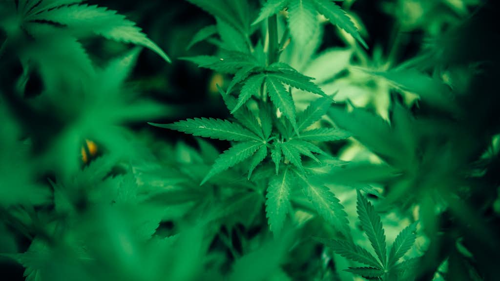 Grüne Cannabispflanze