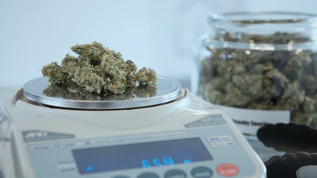 Cannabis Knospen auf einer Waage