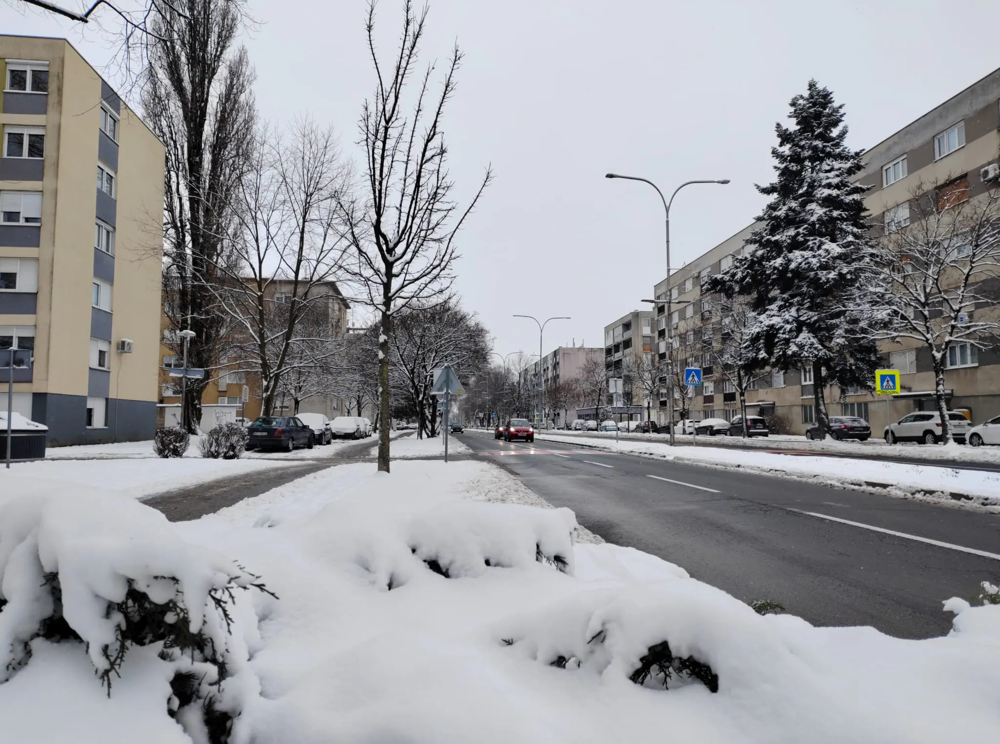 Bor koji su posadili stanari, snimio 2026. Dorijan Dolenec