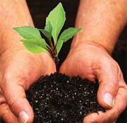 Hands holding soil and sapling photograph