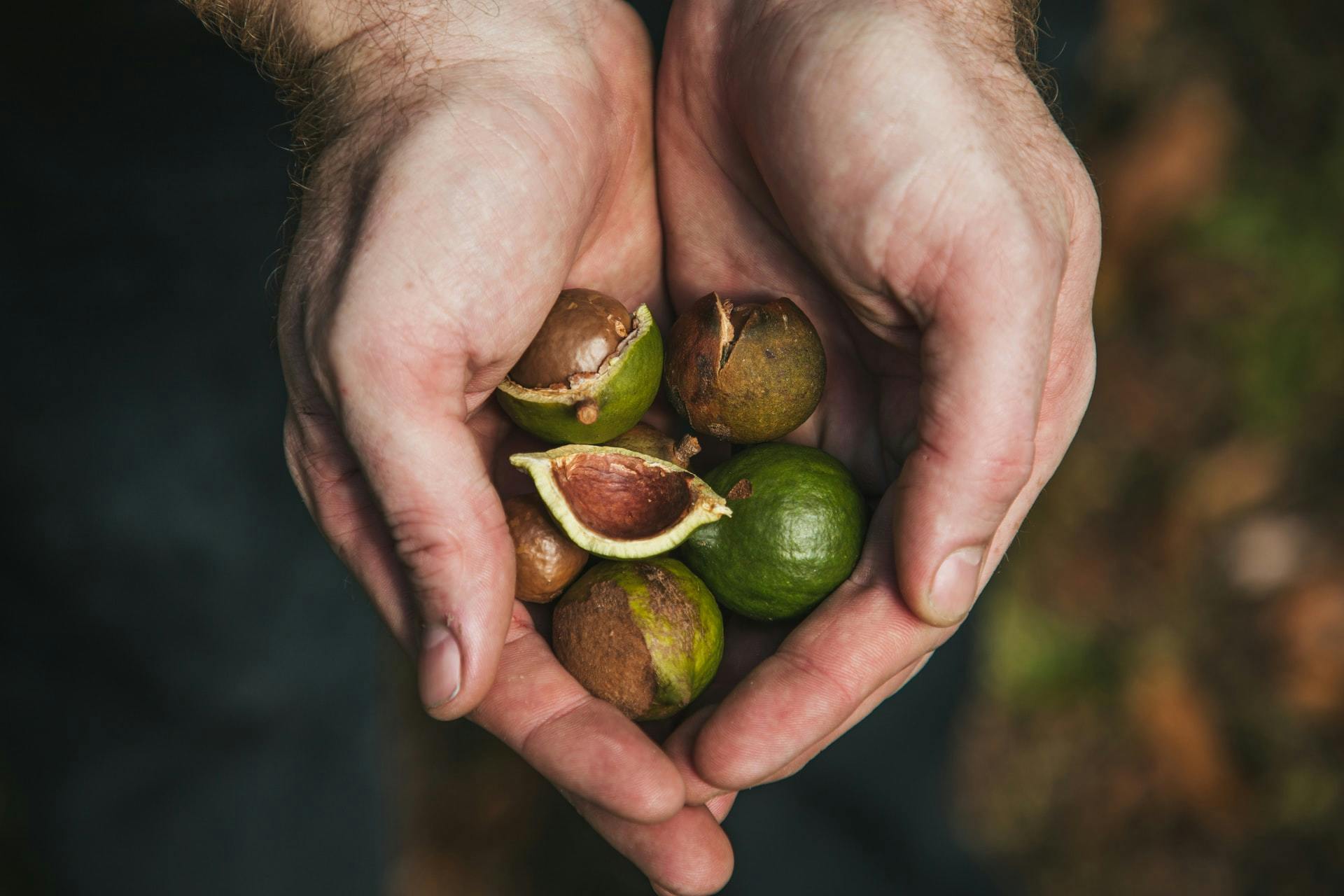 Noix de macadamia des gorges d'Oribi bio 125g - Nutri Naturel