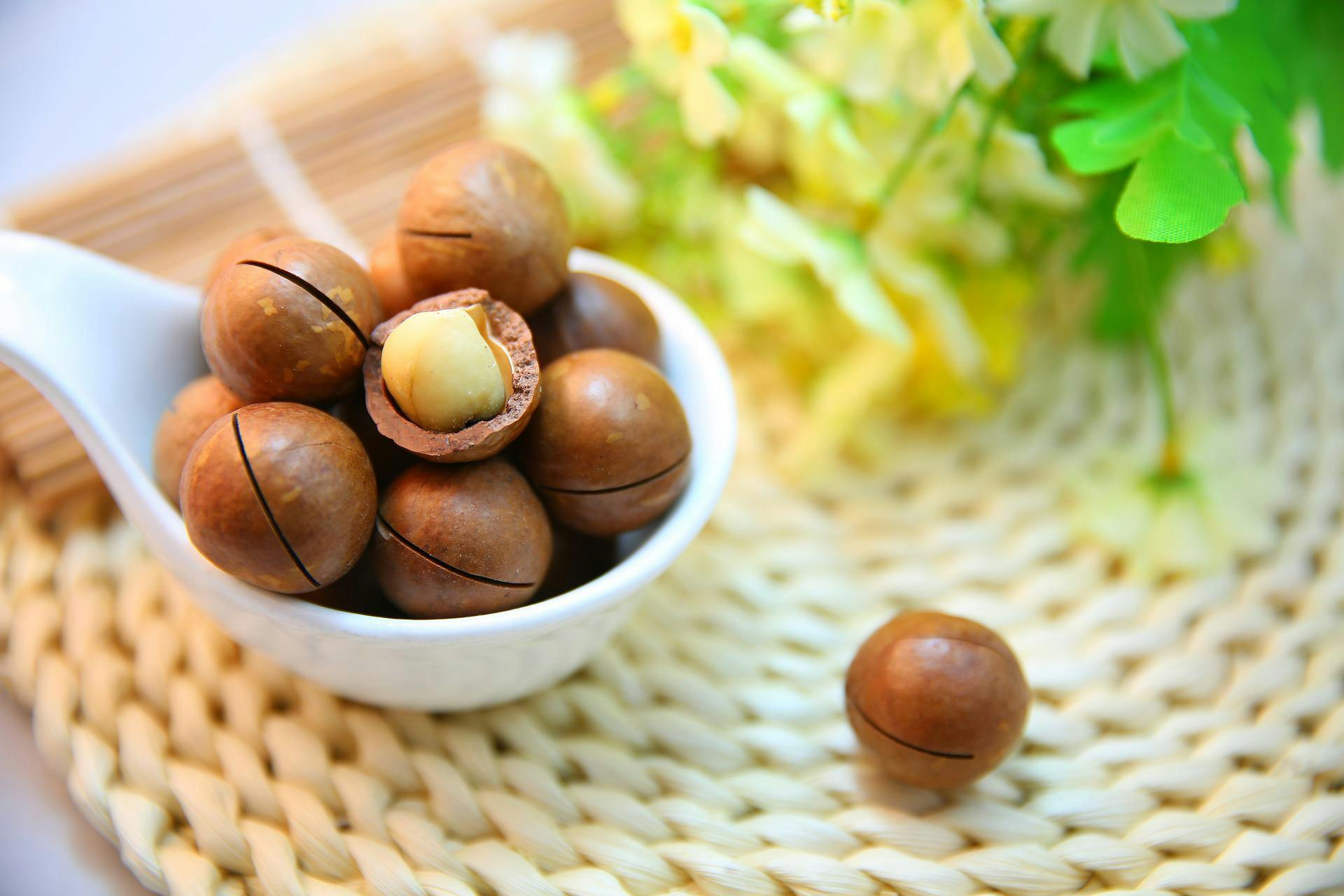 Noix de Macadamia : utilisations et bienfaits nutritionnels