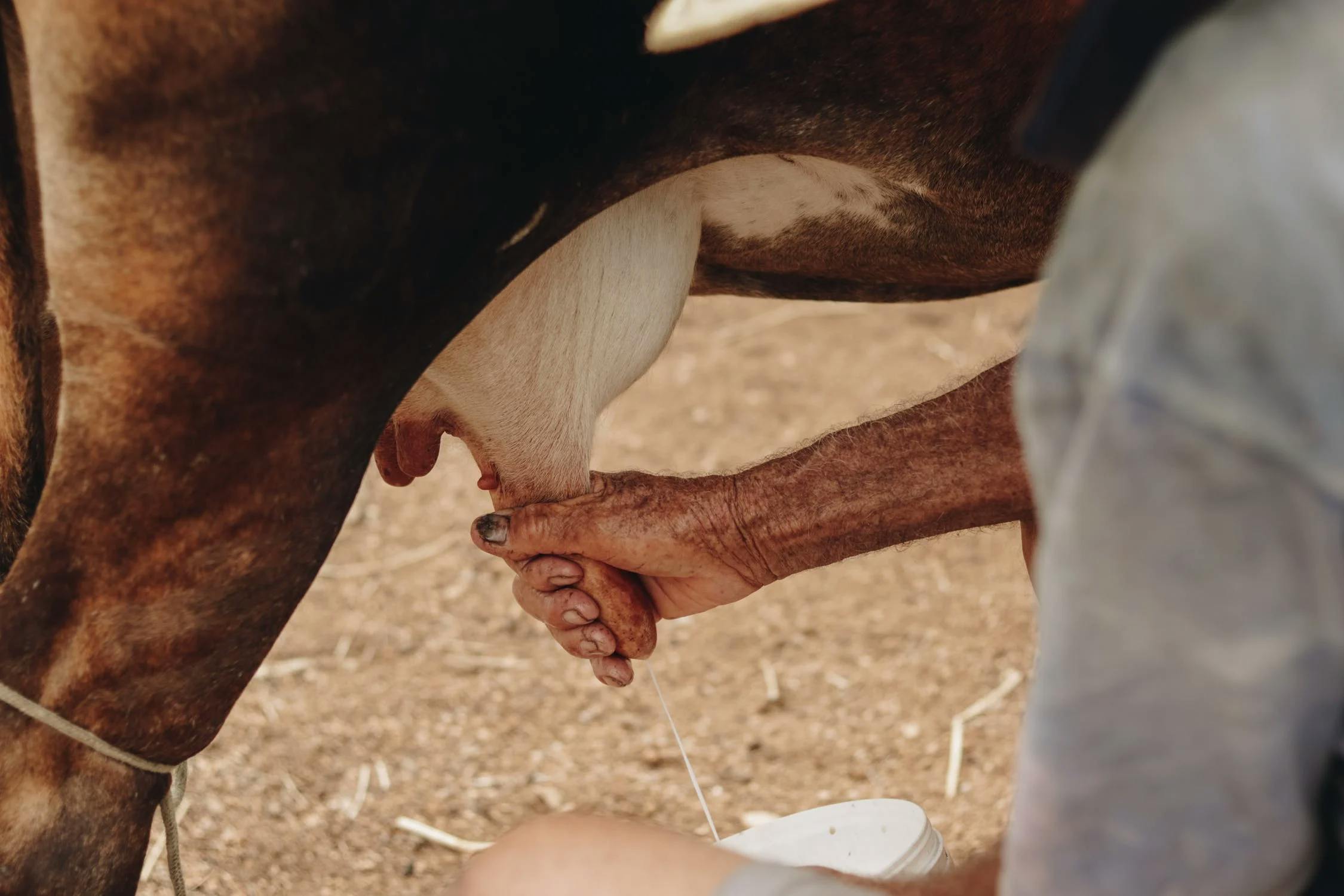 Tout savoir sur le lait de soja : bienfaits et précautions - La Fourche