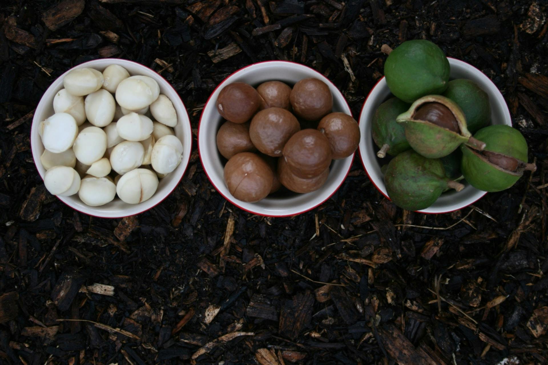 Tout savoir sur la noix de macadamia : bienfaits et recettes gourmandes -  La Fourche