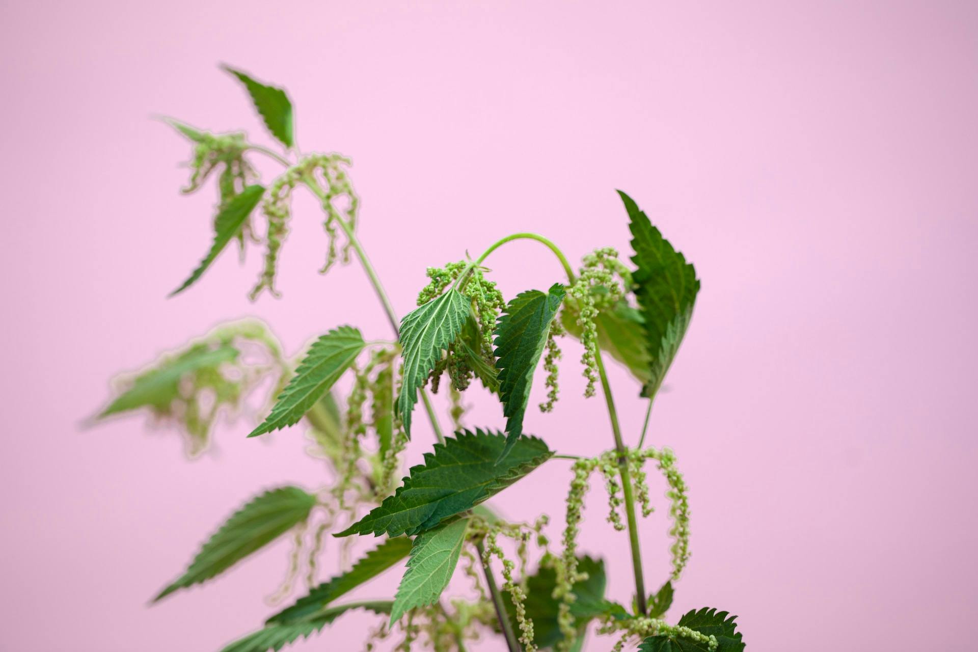 Tisane de feuilles de framboisier : ses 6 bienfaits pour la santé