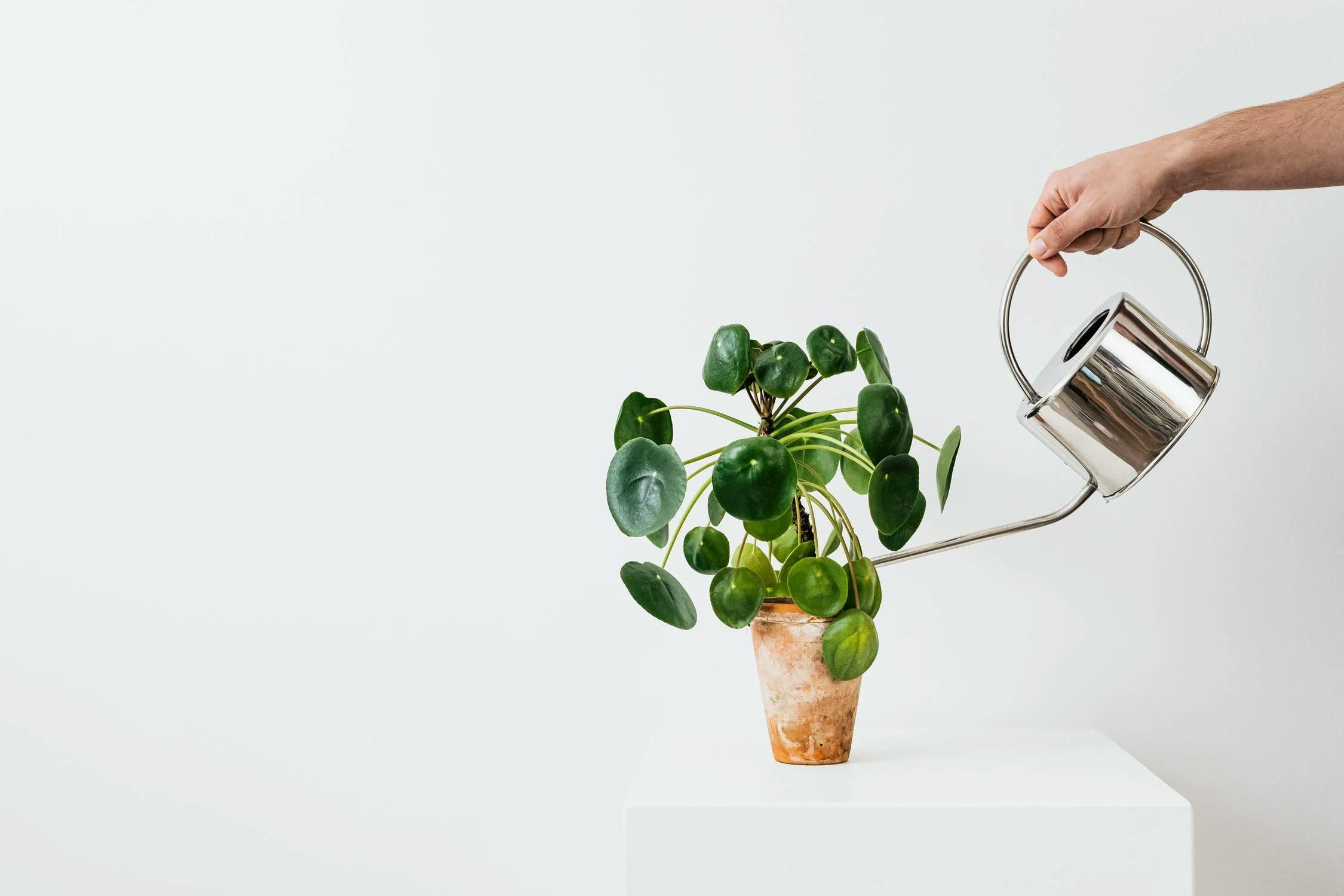 Astuce pour arroser les plantes : créer un système de goutte-à-goutte DIY