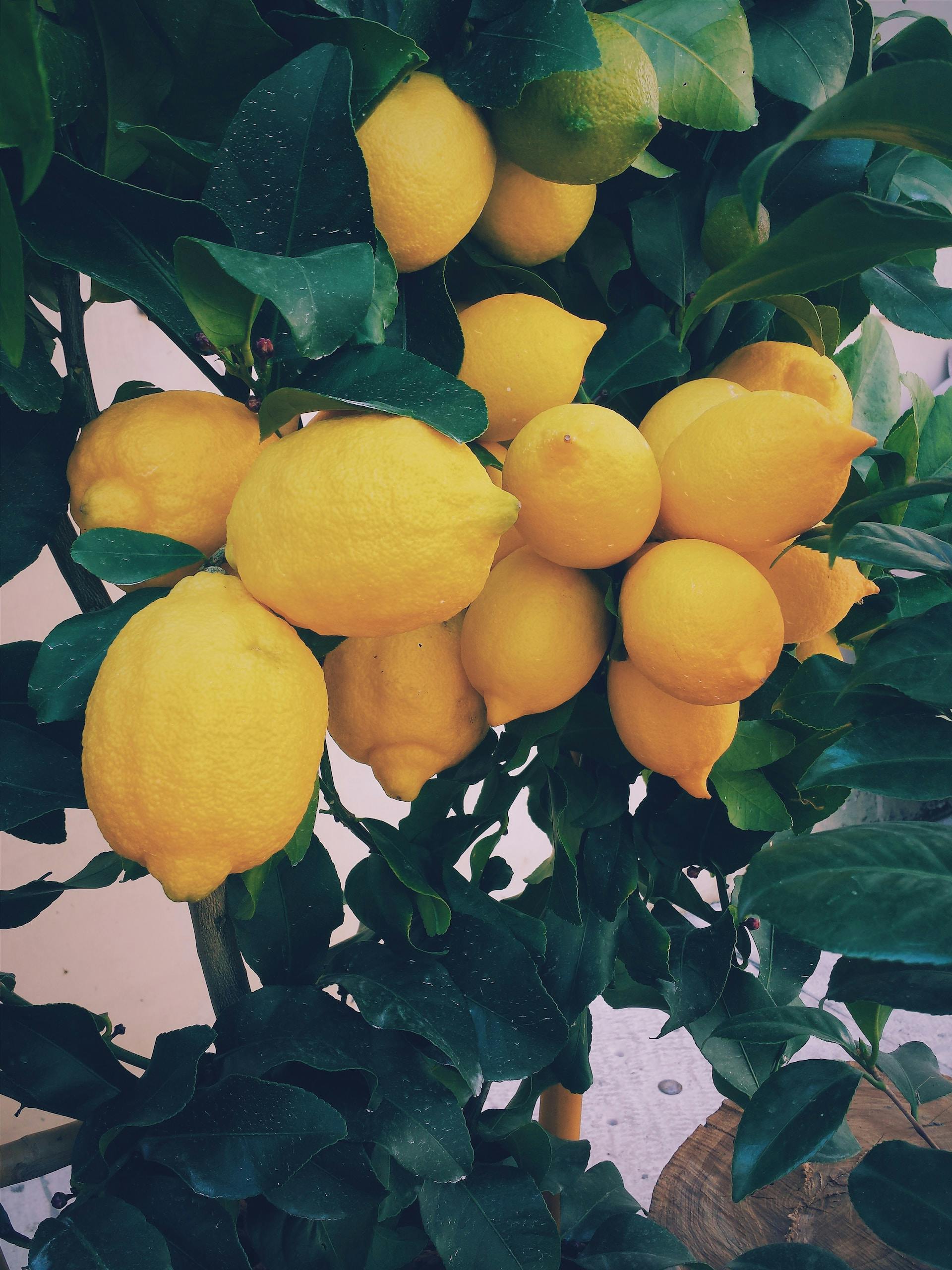 N'oubliez pas le zeste de citron : les 10 principaux avantages