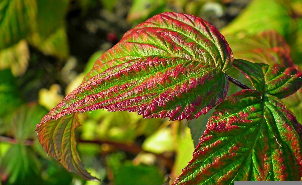 Le framboisier, les vertus de ses feuilles sur notre organisme - Blog  Herbes du Monde