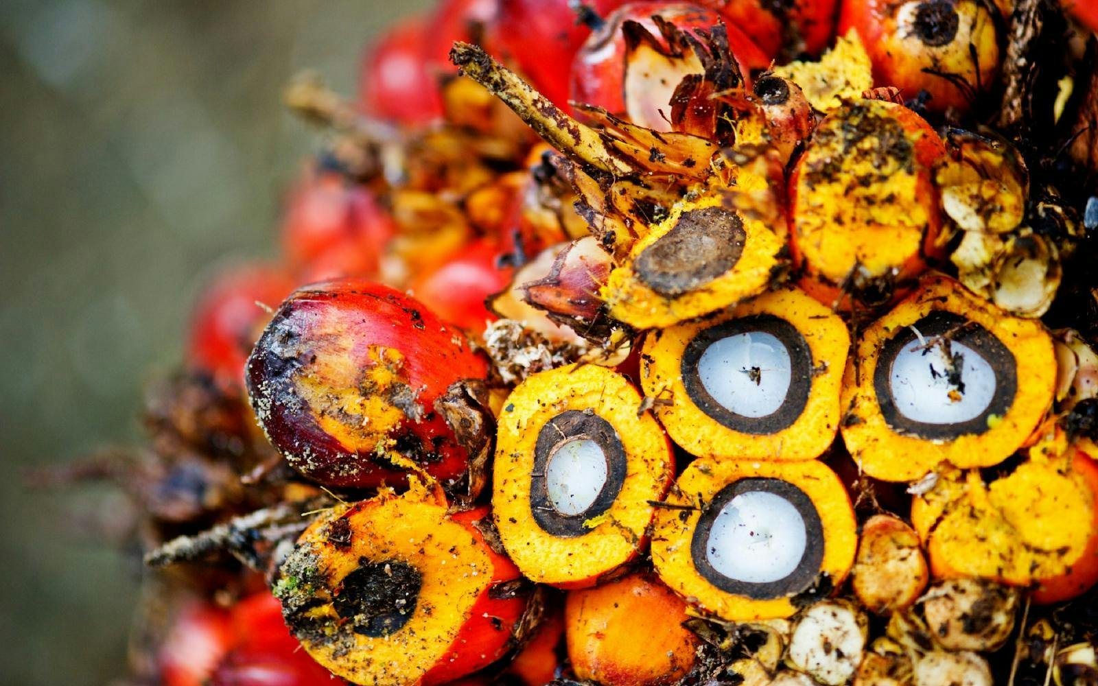 Tout savoir sur l'huile de palme - La Fourche