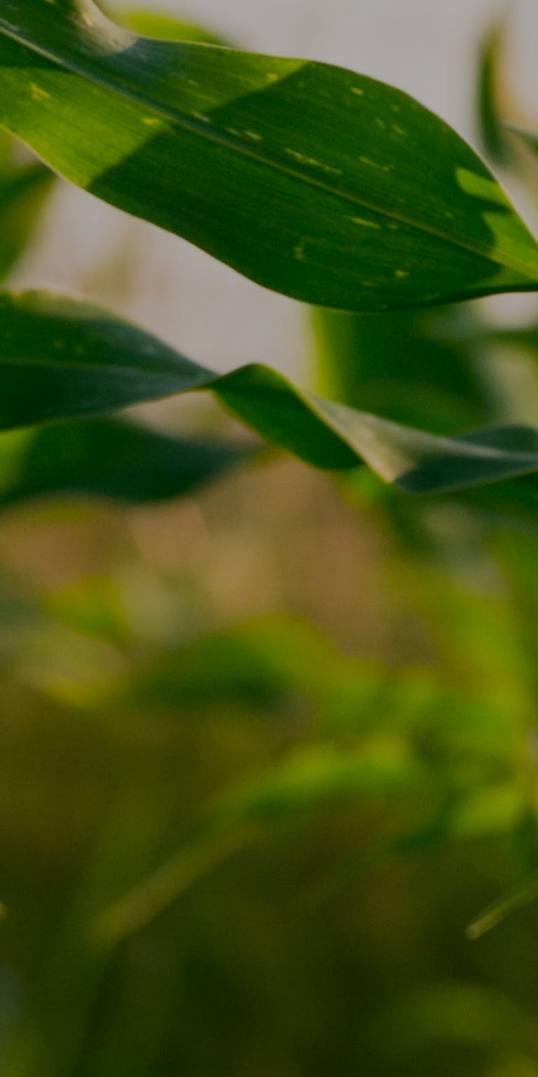 WWF - L’école jardinière