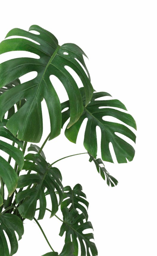 feuille de palmier de couleur verte 
