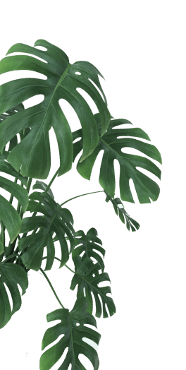feuilles de palmier de couleur verte 