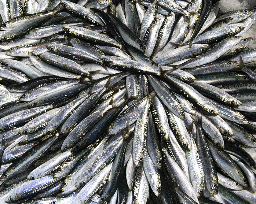 [center]Aanpassing aan visbiomassa[/center]
