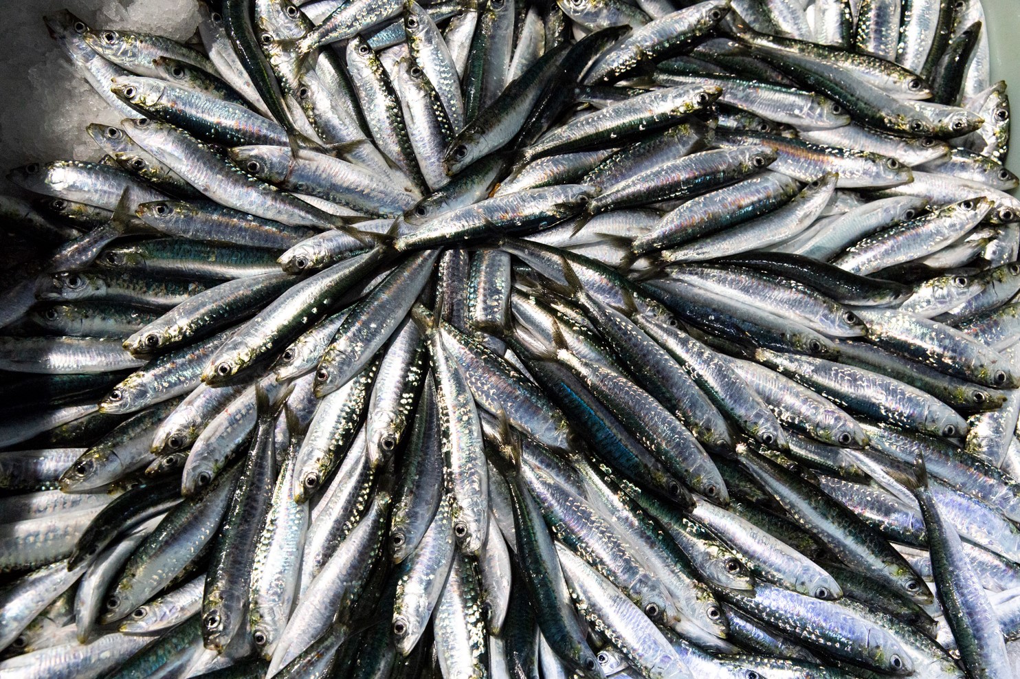 Temporary shortage of sardines
