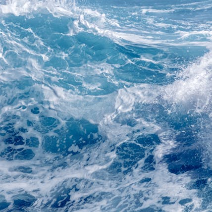 Comprendre la question du thon