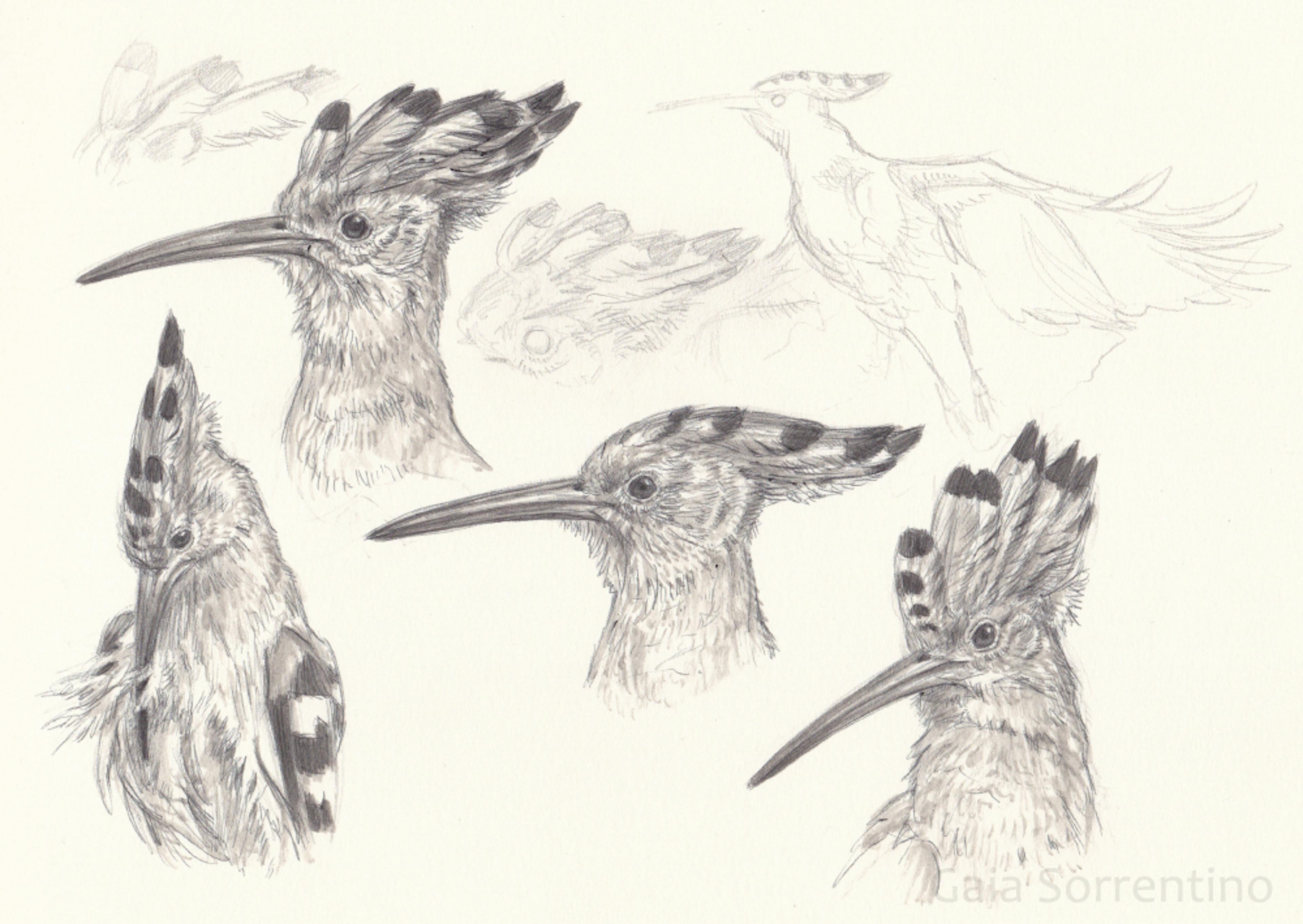 Bird head sketches