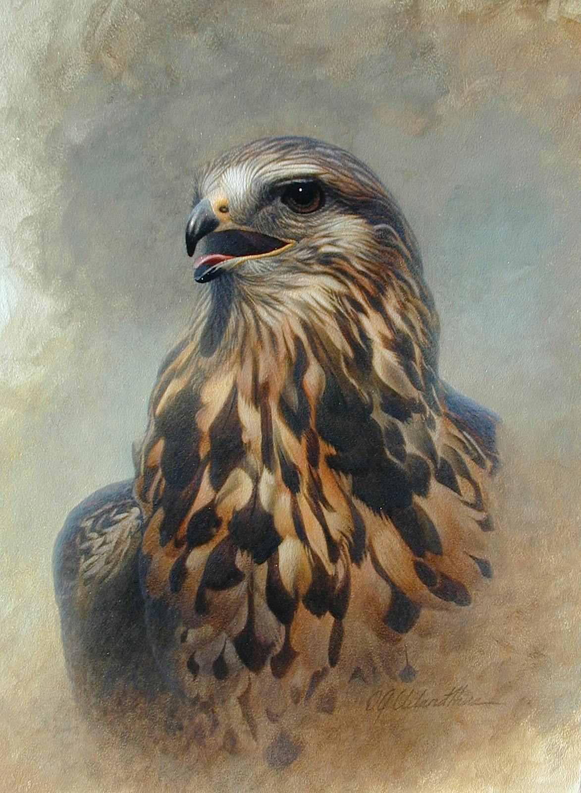 A portrait of a falcon