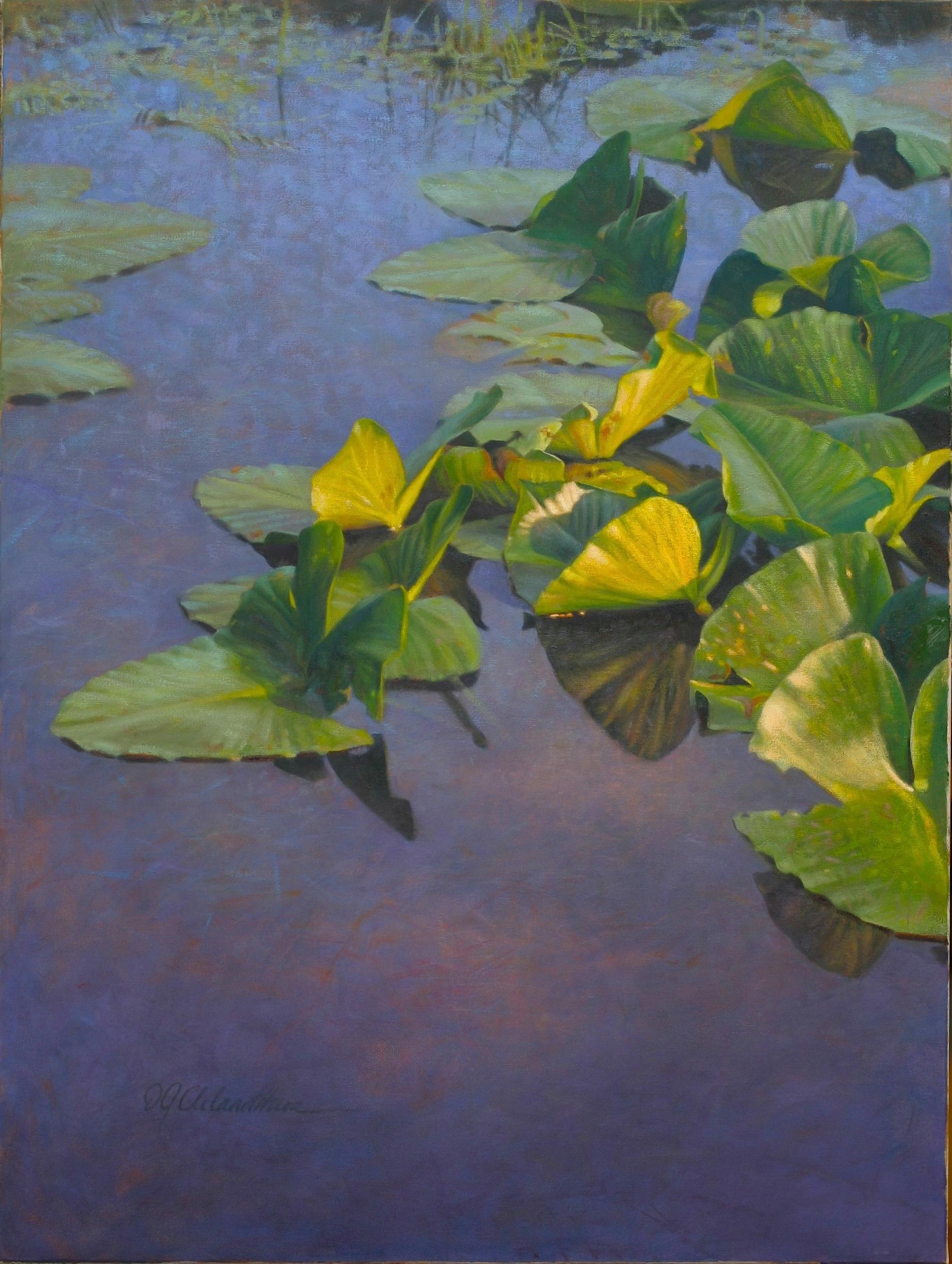 Lily Pads in the morning