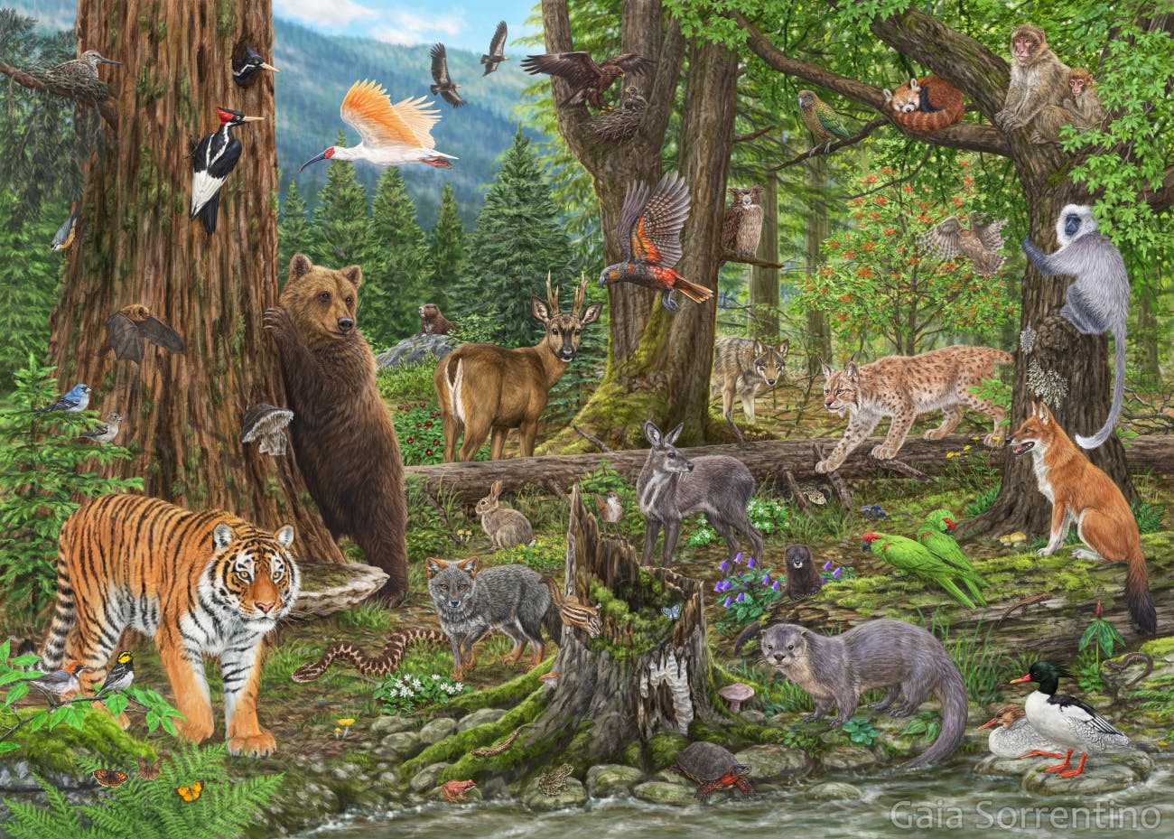 A forest scene with lots of animals