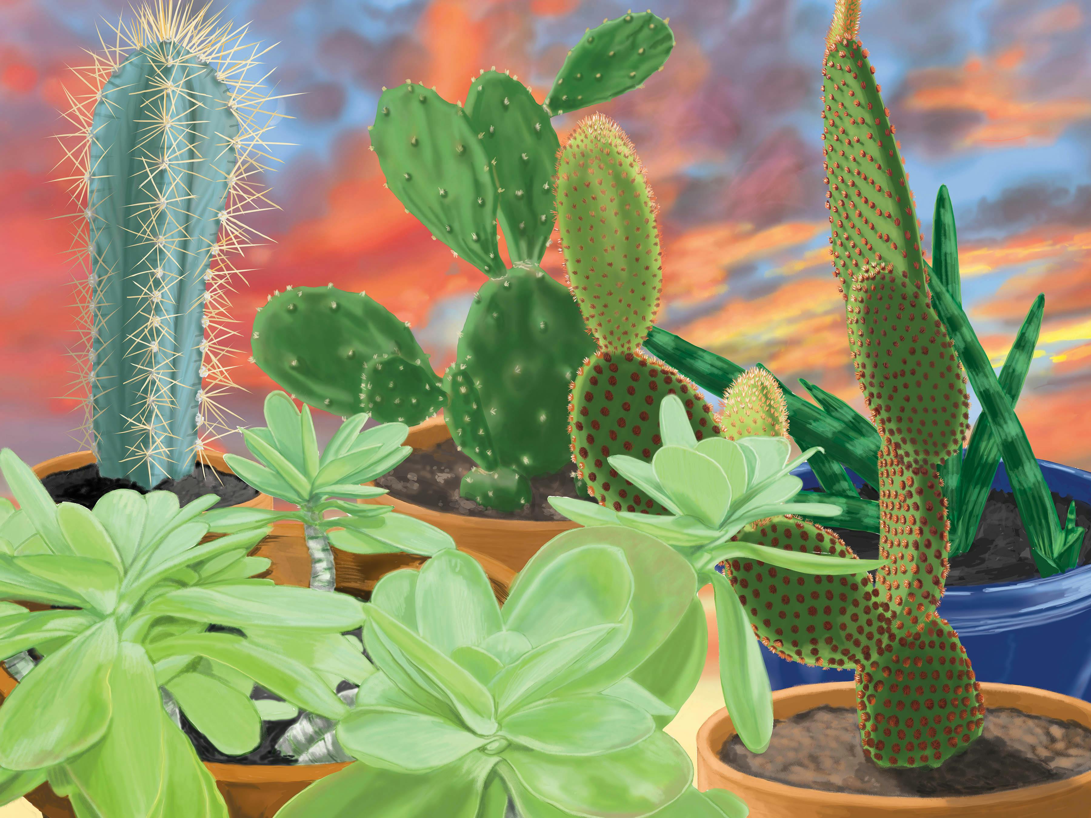 Cactuses