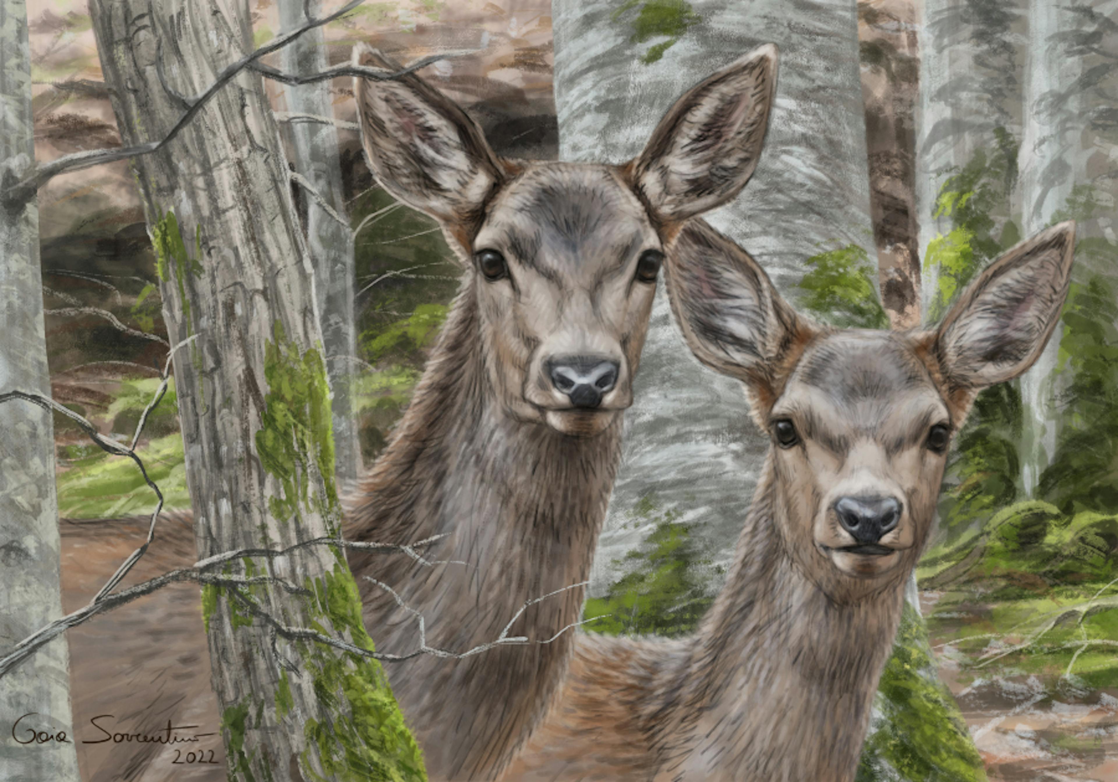 Two deer looking at camera