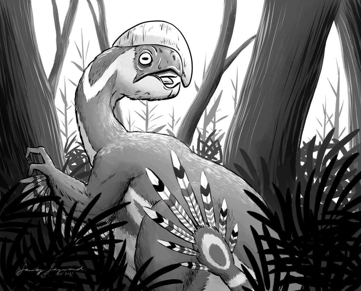 An illustration of a feathered dinosaur