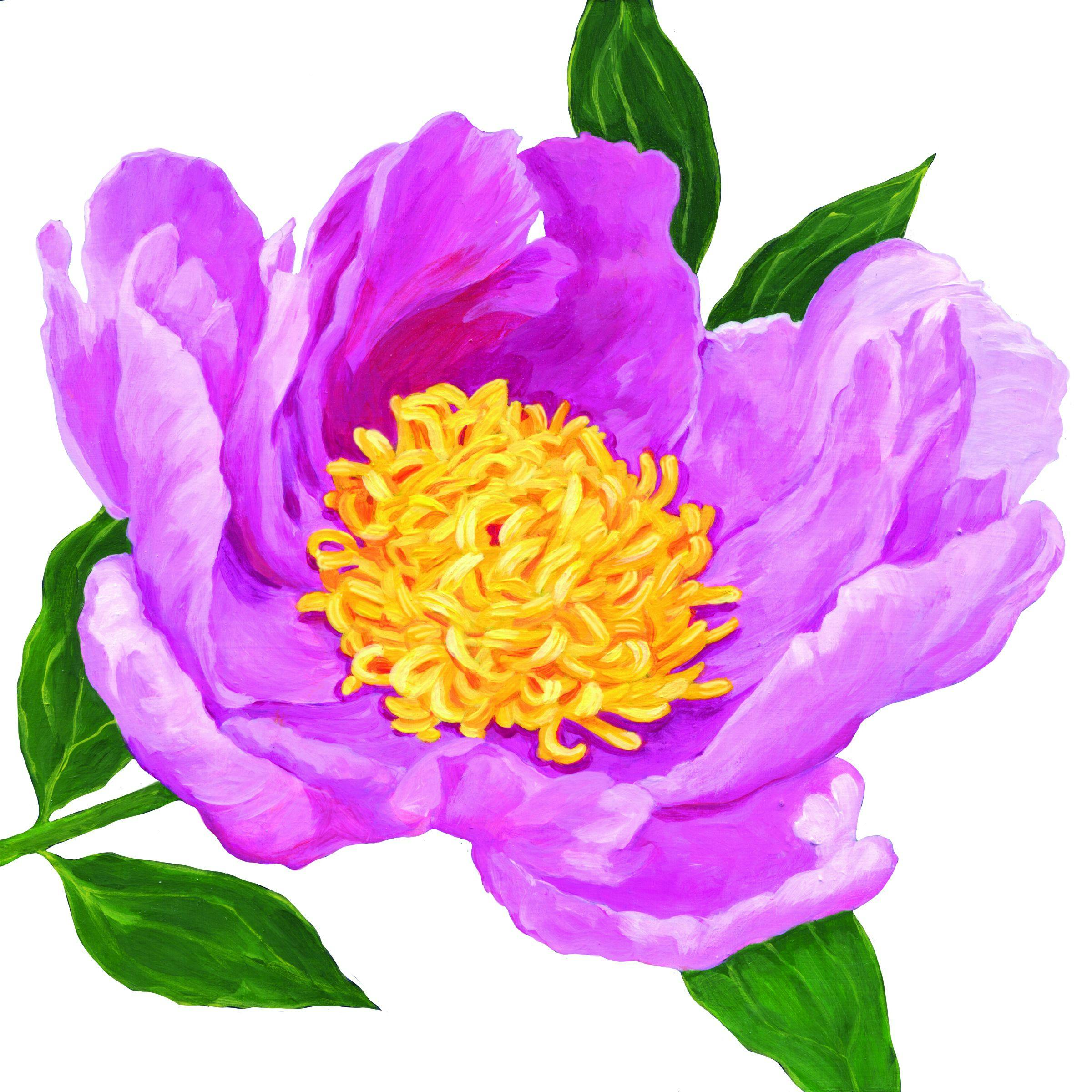 Closeup of a pink flower