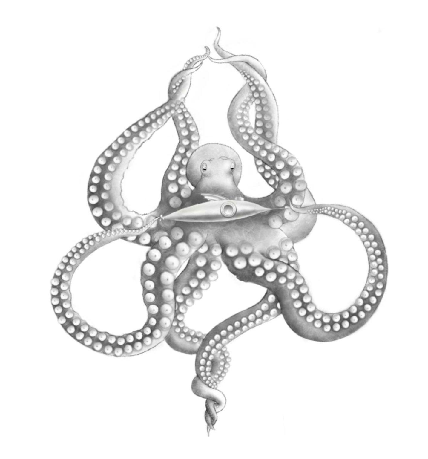 A pencil drawing of an octopus