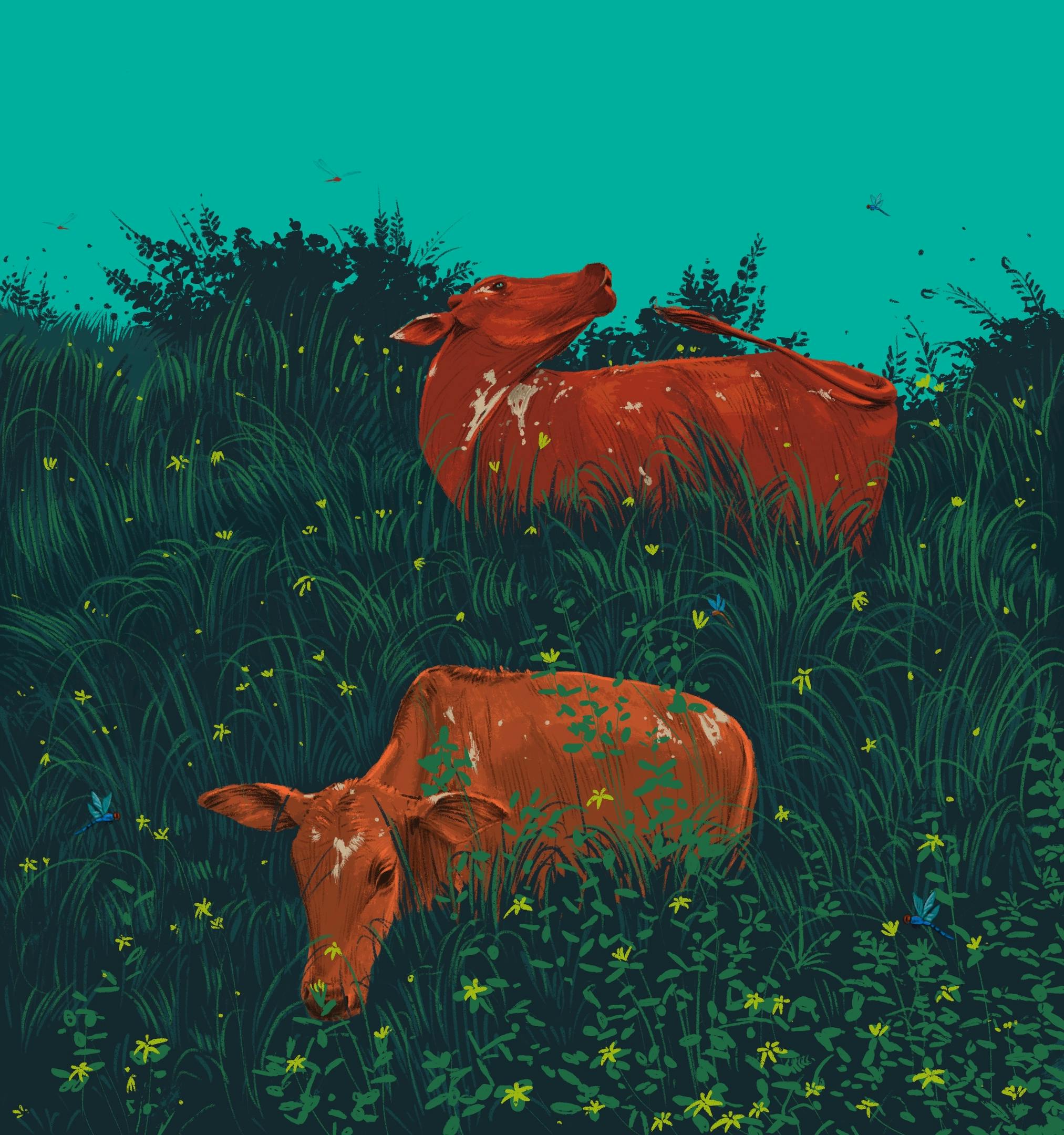 Two cows in the grass
