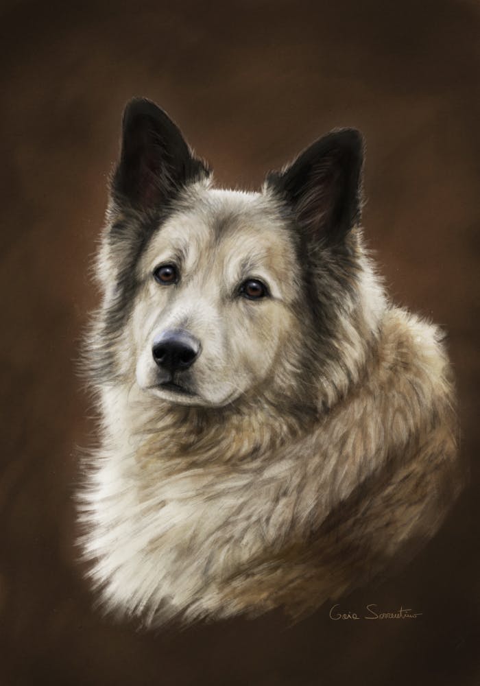 A wolf portrait