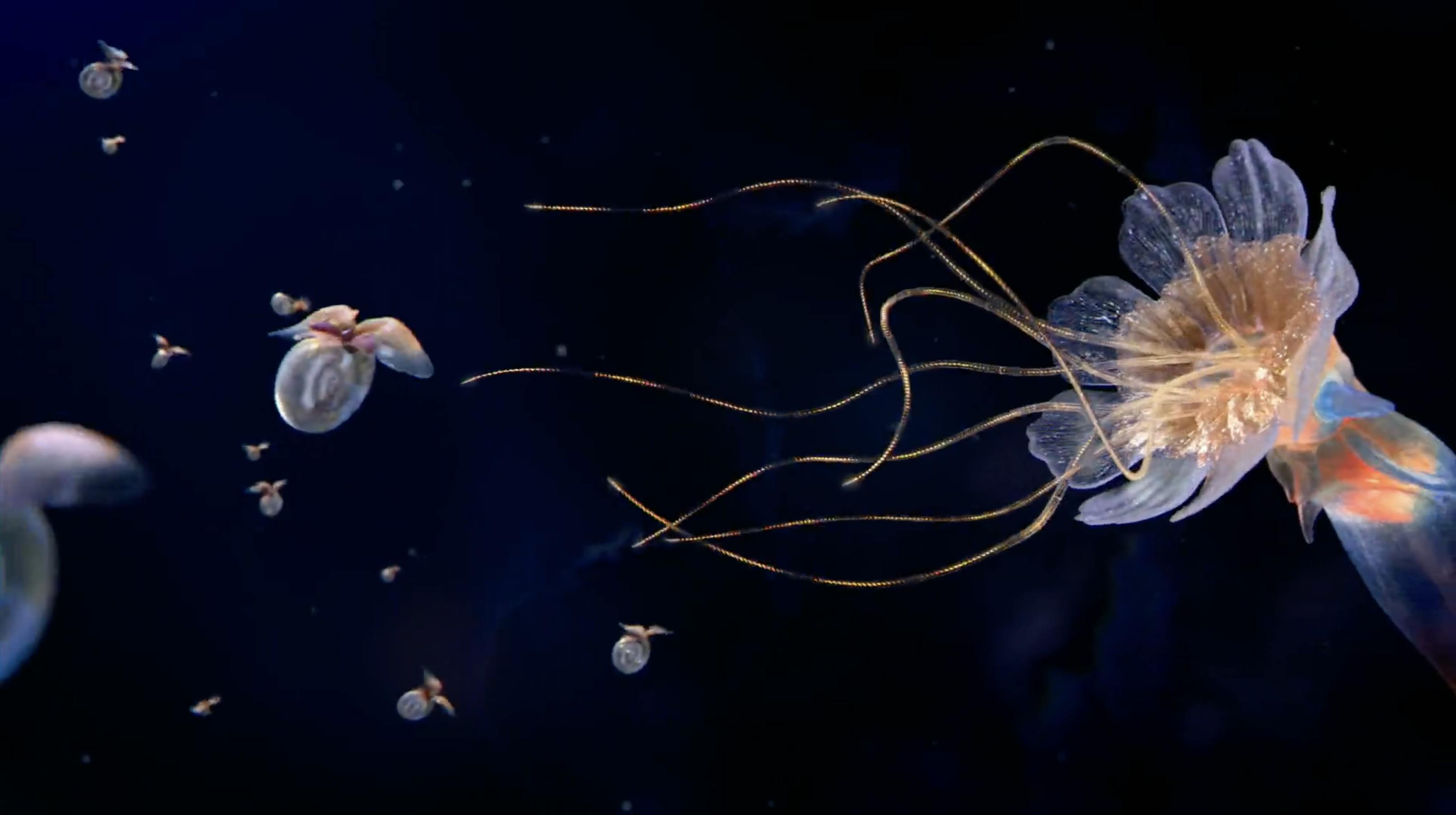 Underwater spores and filaments