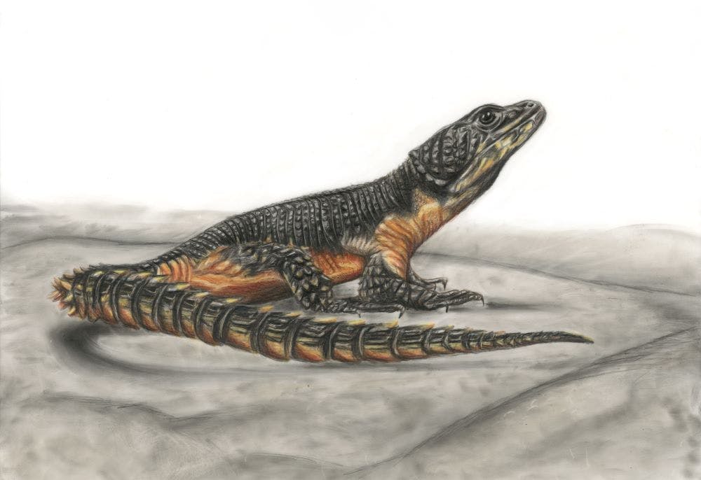Illustration of lizard