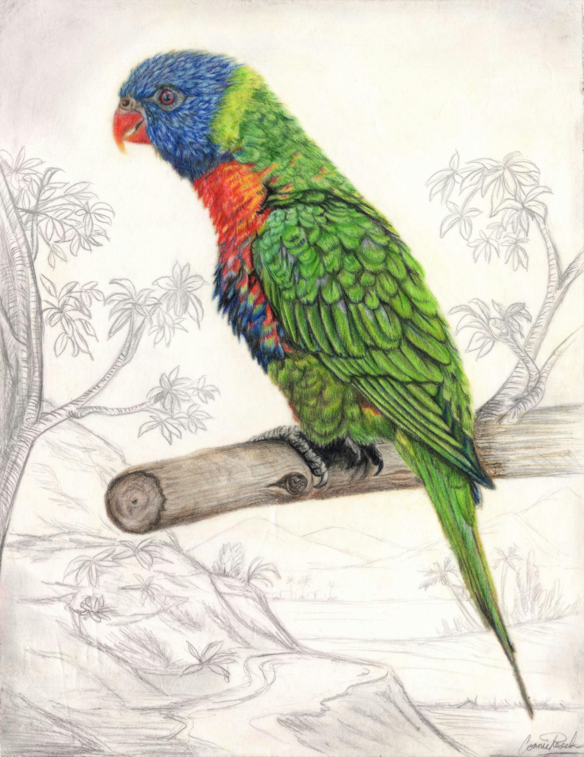 Illustration of parrot