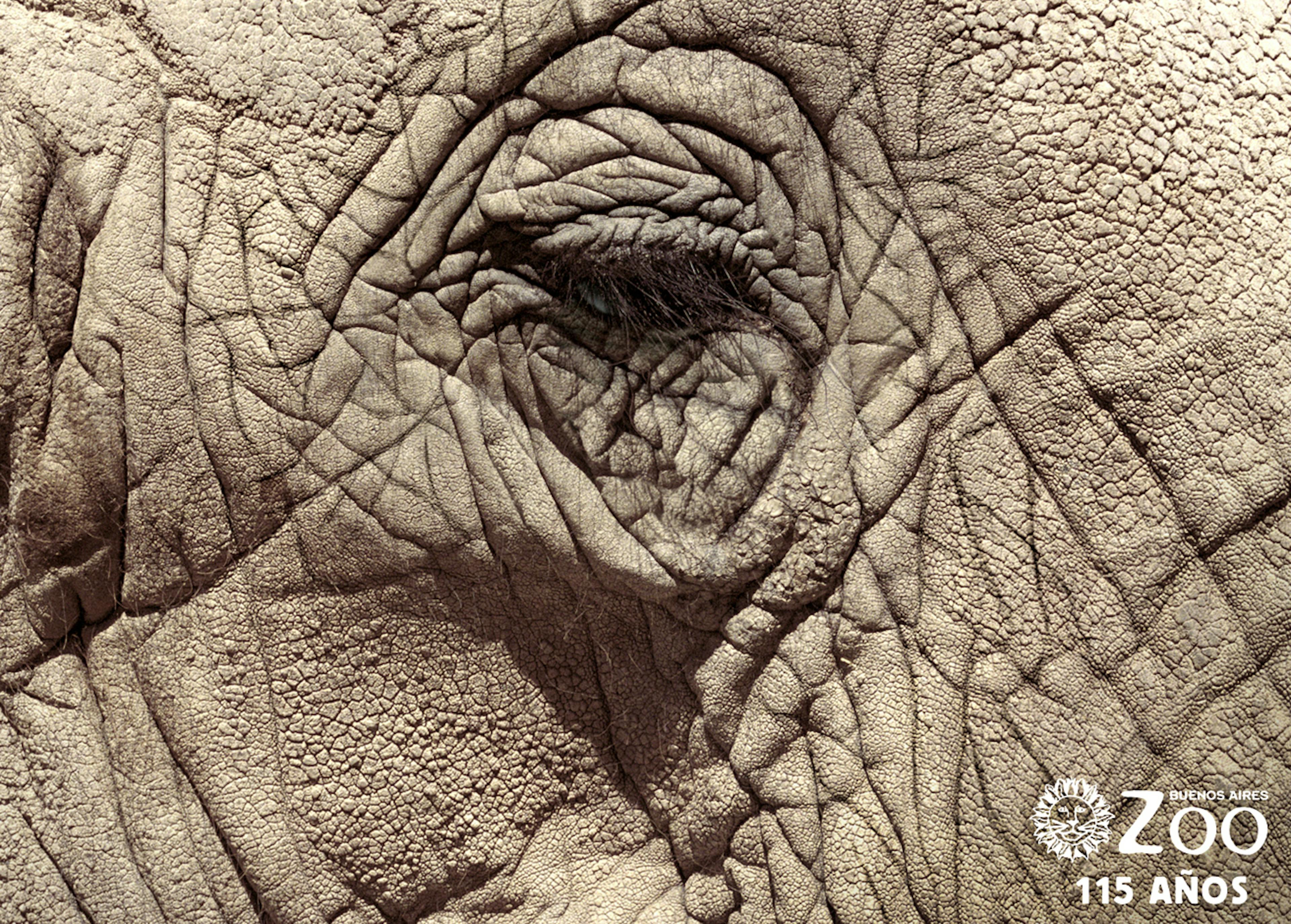 Ad for Buenos Aires Zoo with elephant