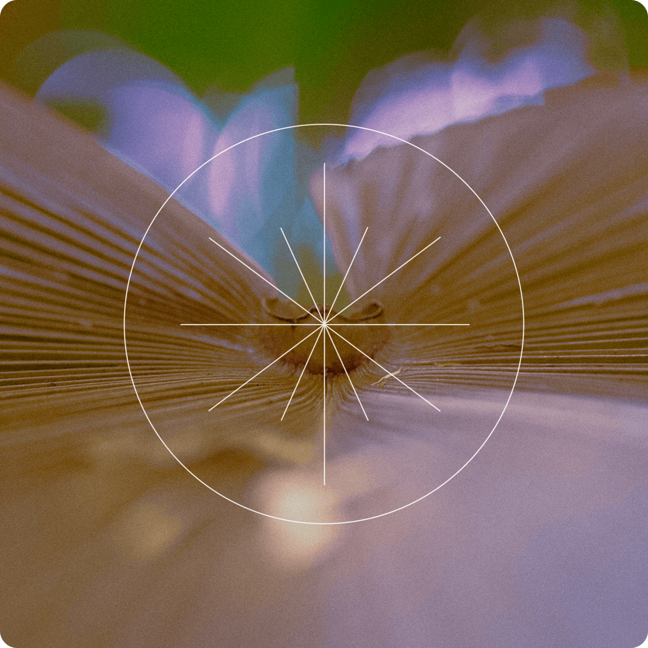 olo-design-graphic-1