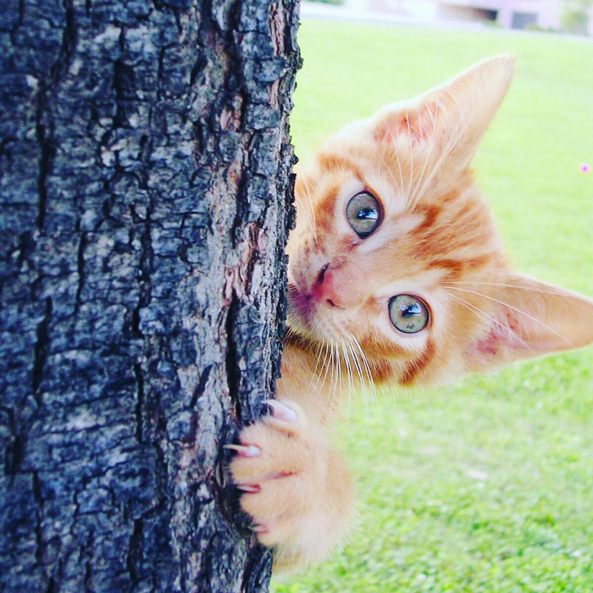 Cat on a tree
