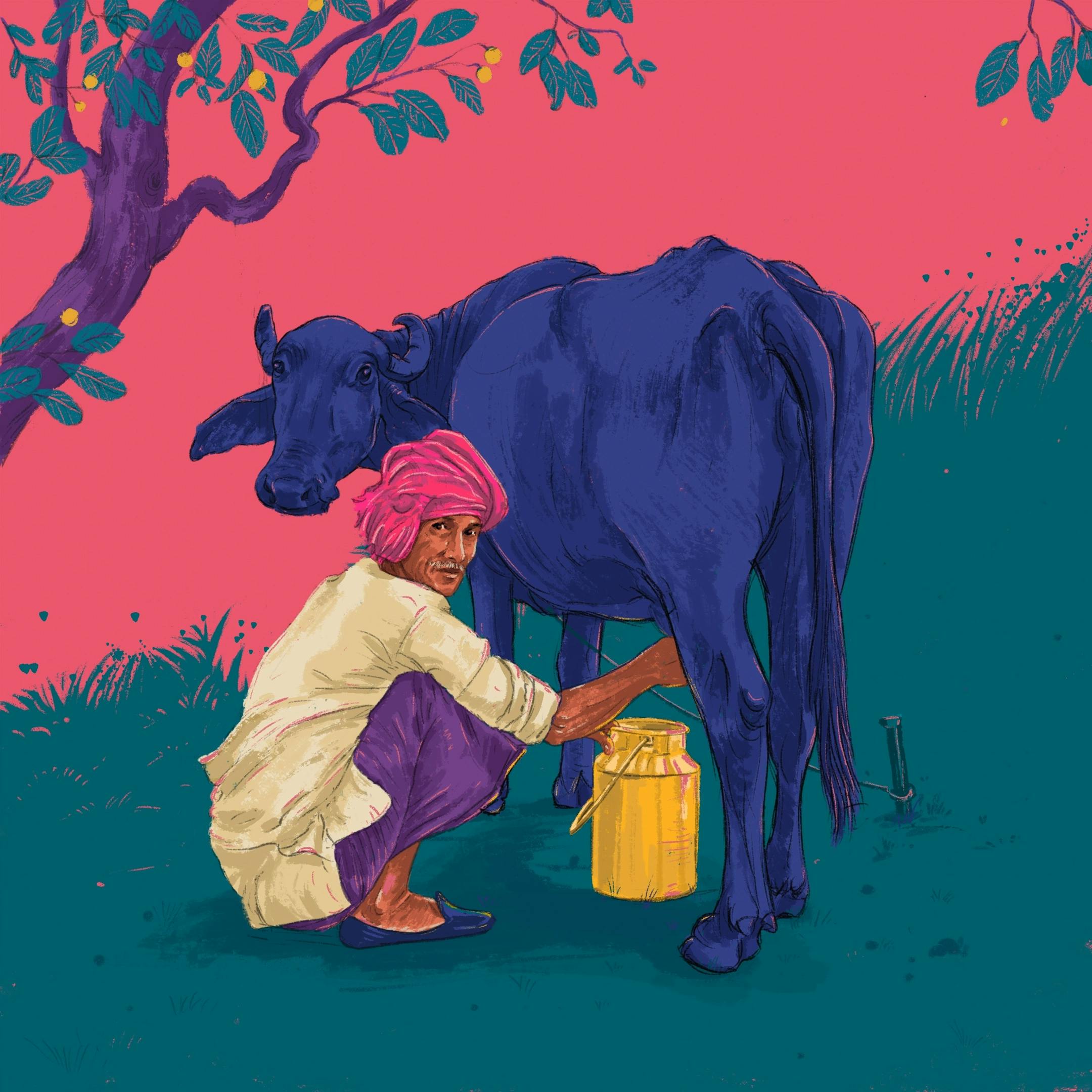 A man milking a cow