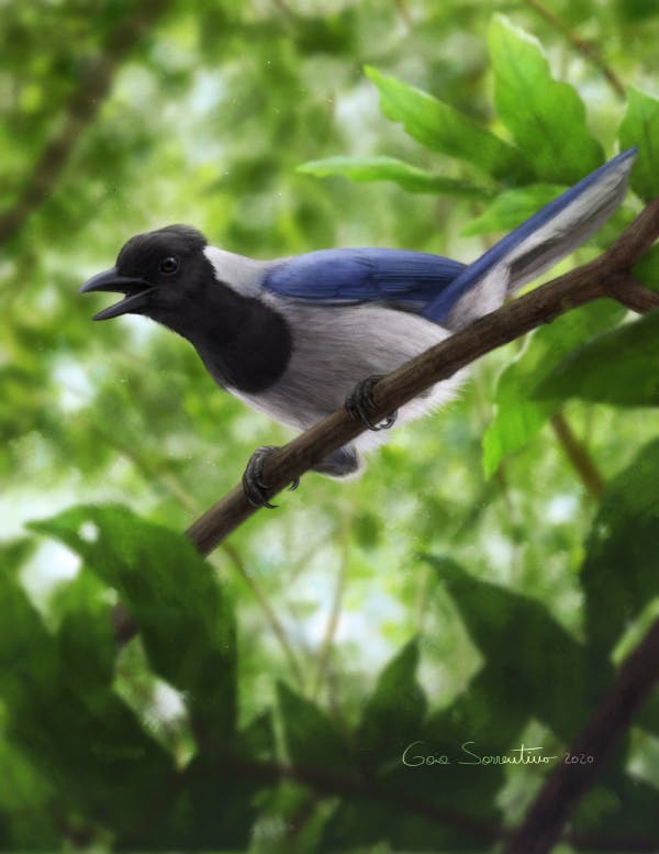 A Jay in a tree