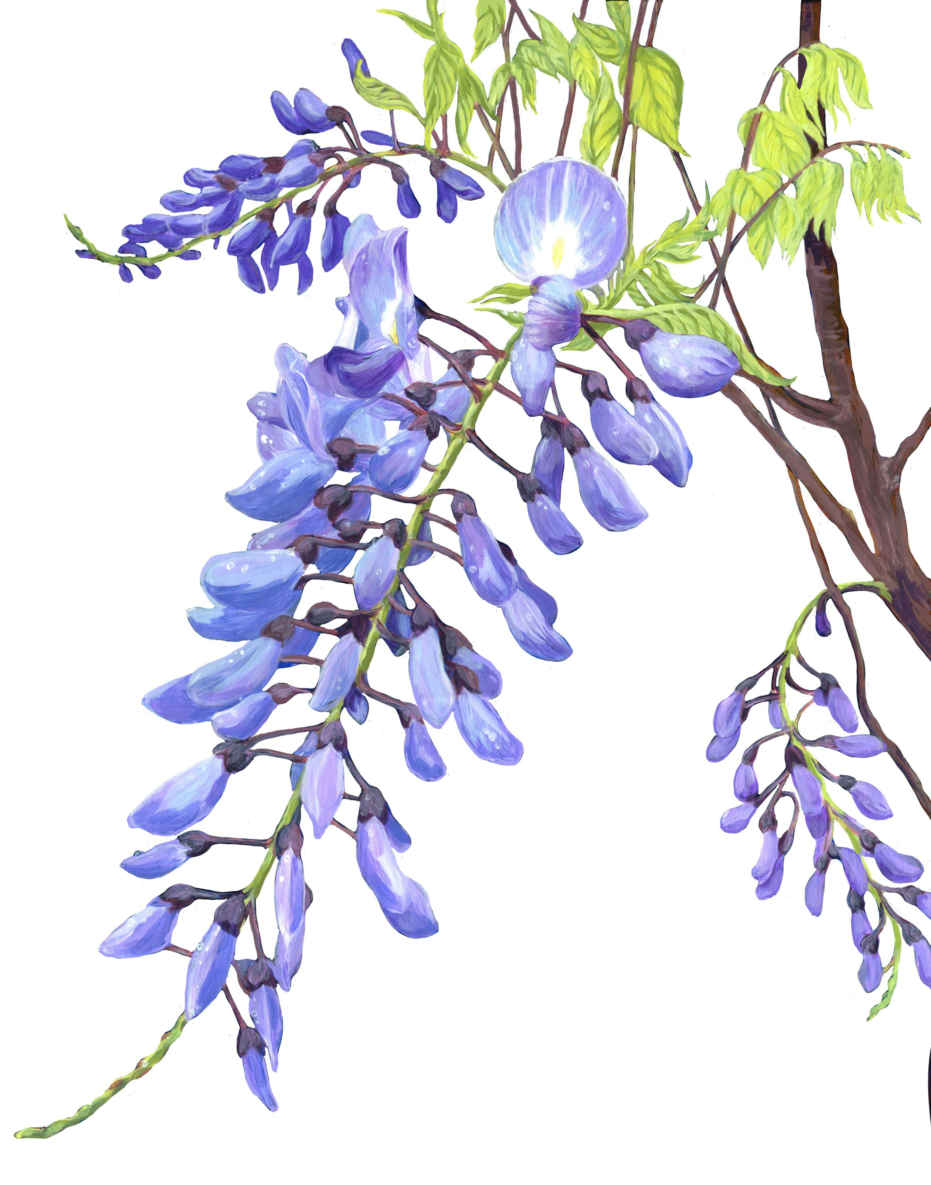 Wisteria