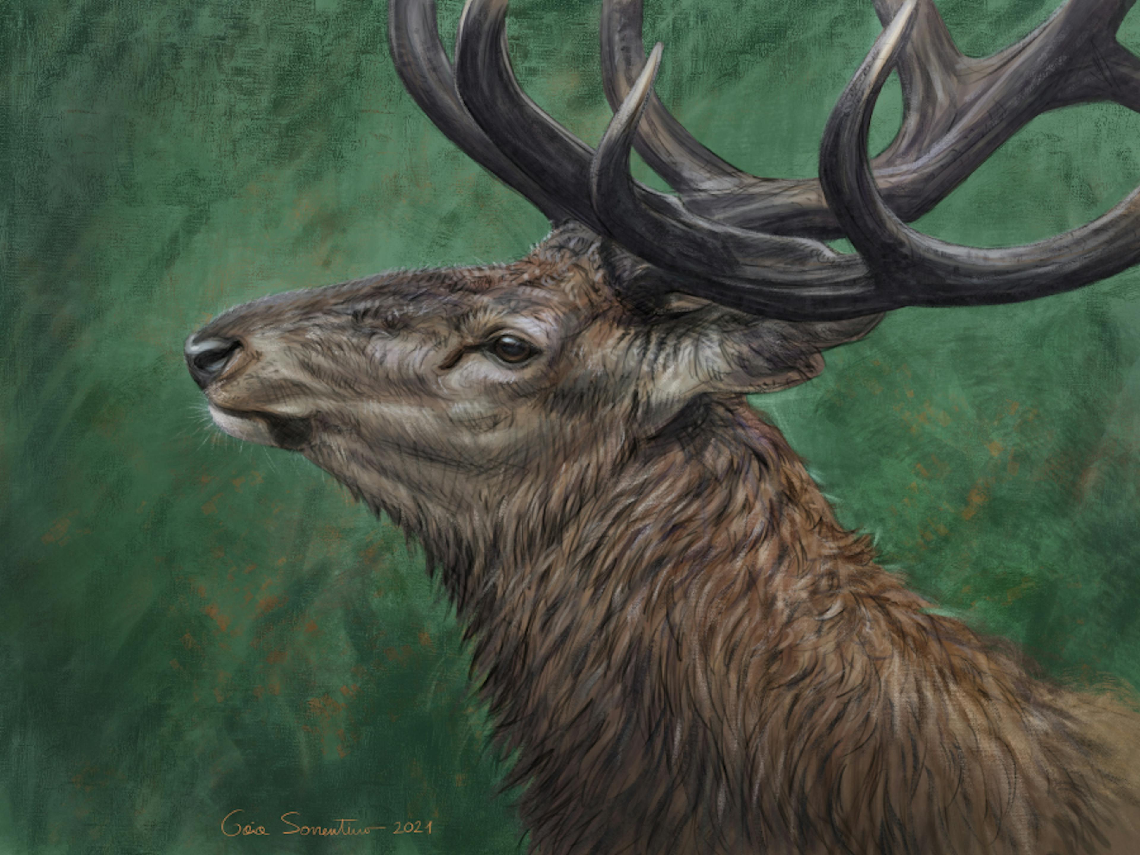 Profile of an elk