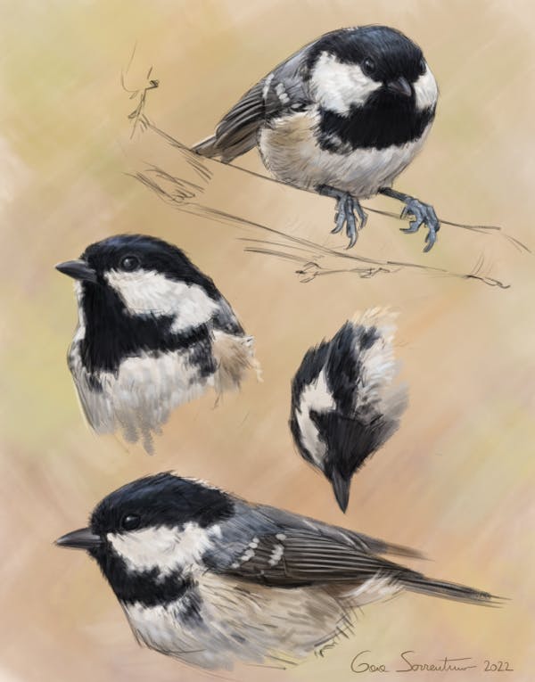 Bird sketches