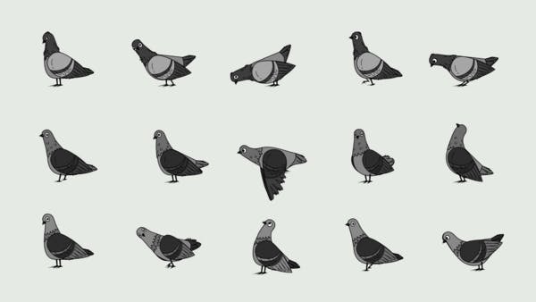 illustration of a pigeon shown in various positions and expressions