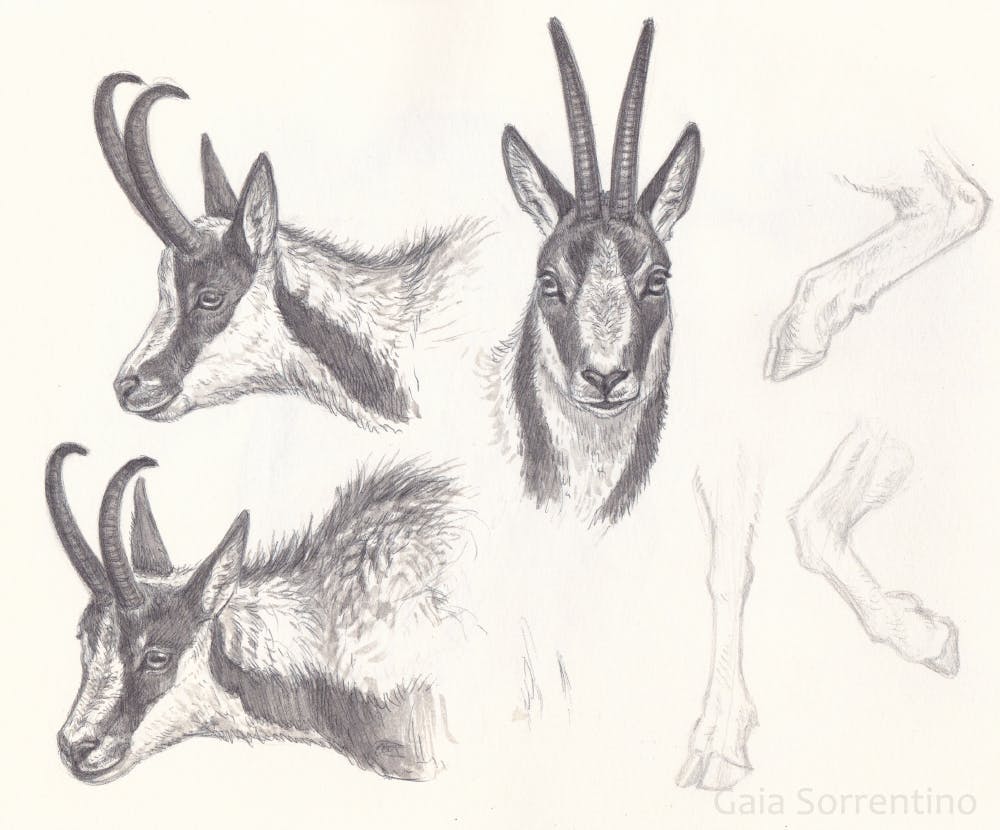 Antelope sketch