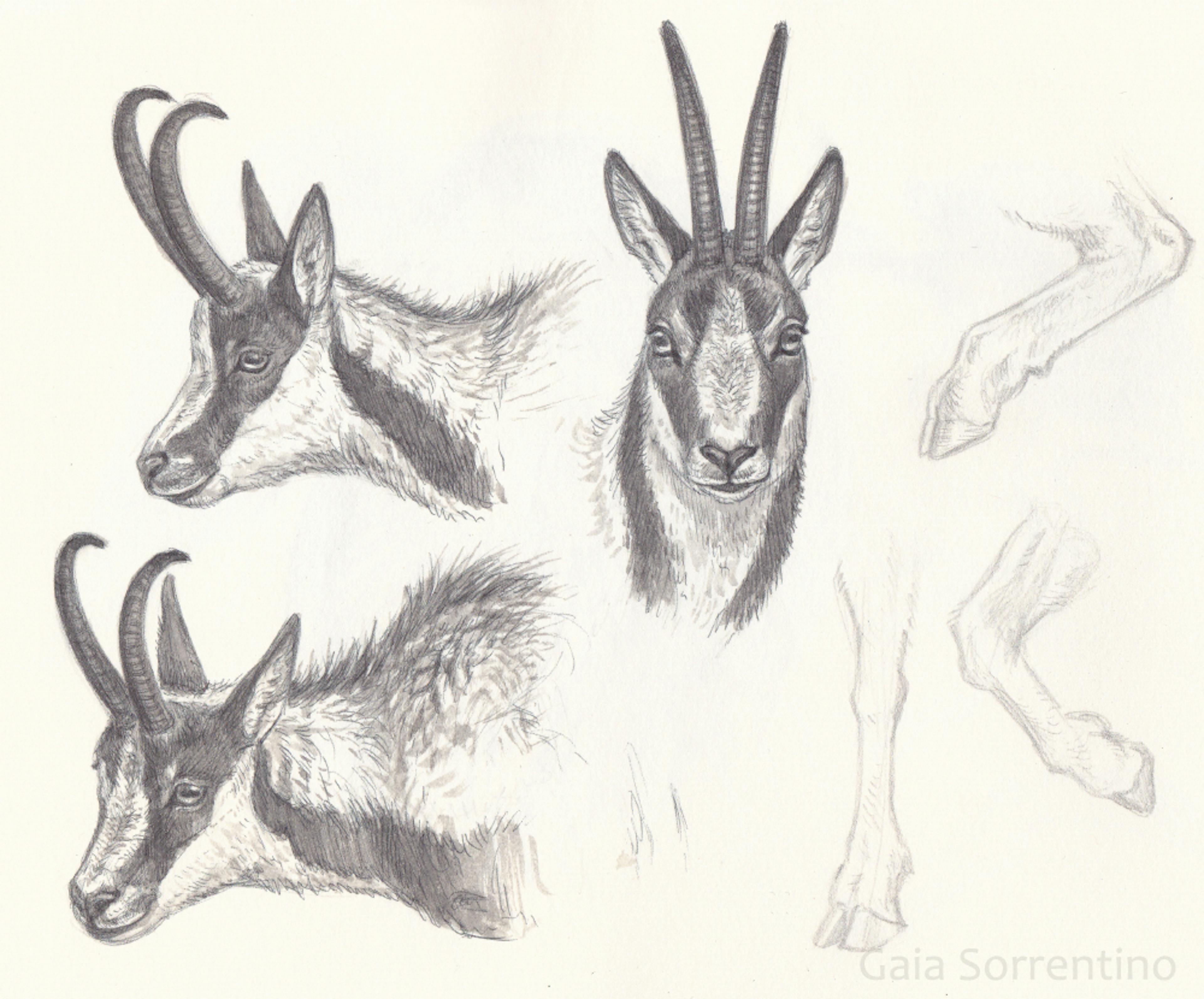 Antelope sketch