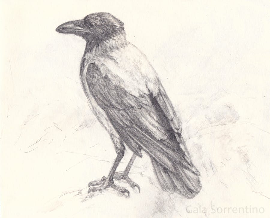 Bird sketch